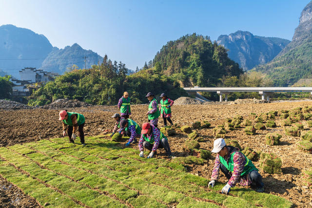 矮寨镇矮寨社区工人们在河岸种草皮  建设宜业宜居宜人宜游的园林式家园