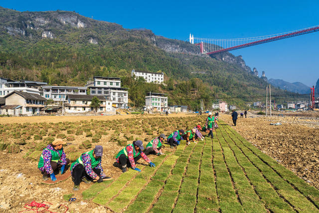 矮寨镇矮寨社区工人们在河岸种草皮  建设宜业宜居宜人宜游的园林式家园