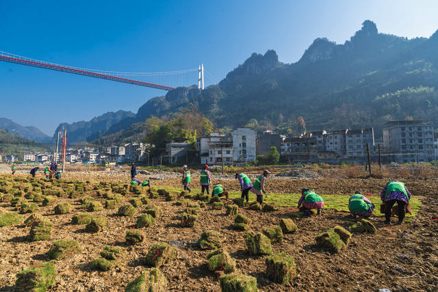 矮寨镇矮寨社区工人们在河岸种草皮  建设宜业宜居宜人宜游的园林式家园