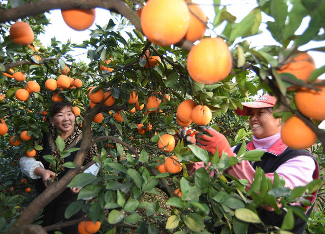 嘉禾: 脐橙丰收采摘忙