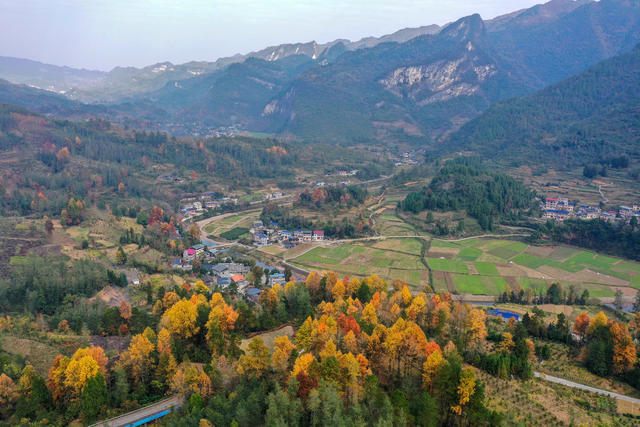 湖南，湘西，色彩斑斓，冬景，枫林叶，常青树
