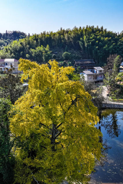 银杏  树叶 游客 游玩 乡村