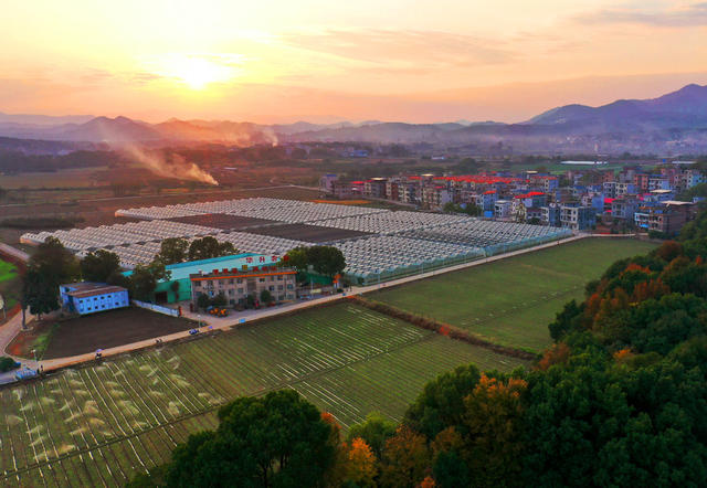 嘉禾：乡村冬色美