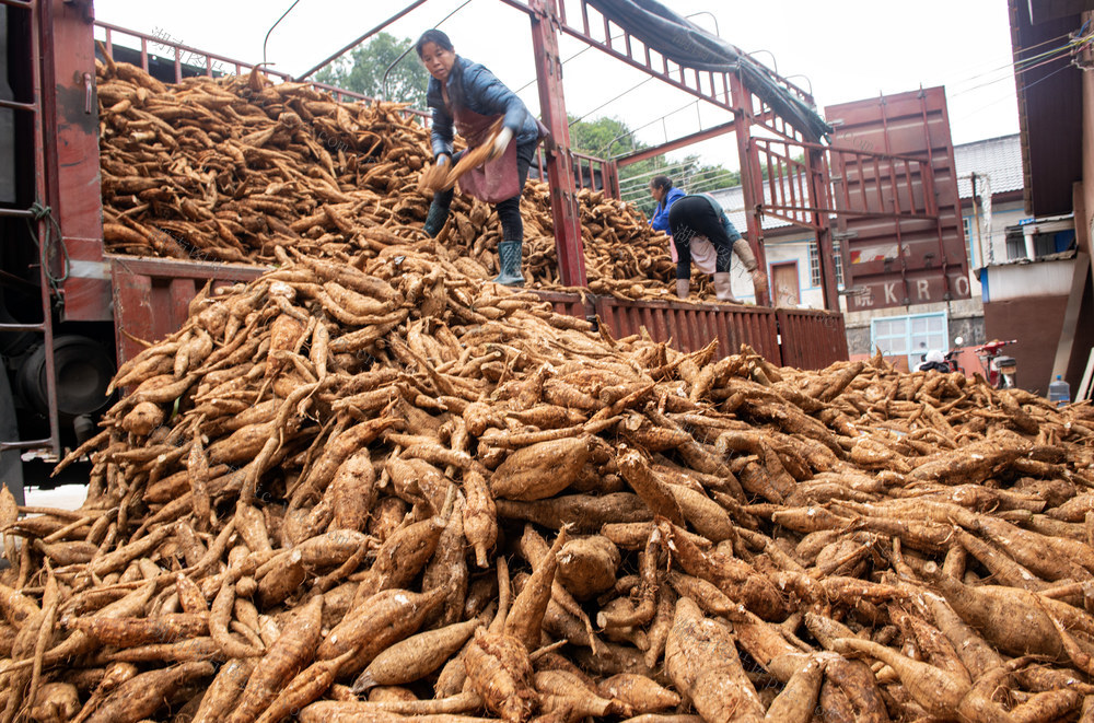 葛根   加工    基地
模式
