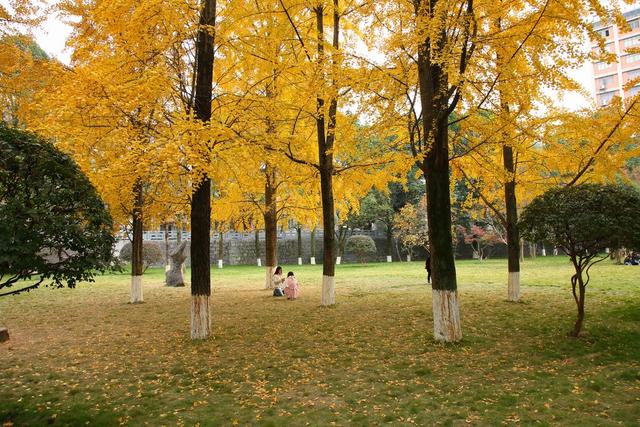 银杏 枫叶 吉首大学