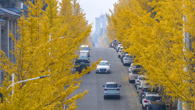 银杏 生态 冬日 画卷