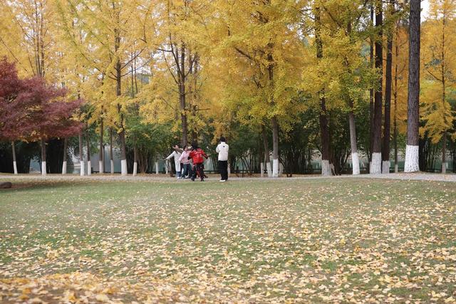 湘西；大学；银杏；美景；游人；金黄；迷人；市民；游客；欣赏
