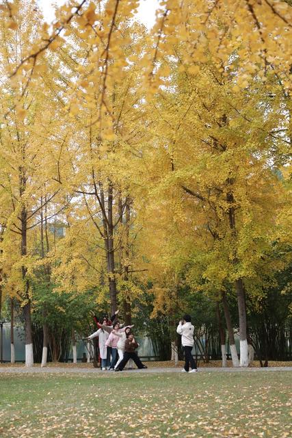 湘西；大学；银杏；美景；游人；金黄；迷人；市民；游客；欣赏