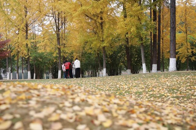 湘西；大学；银杏；美景；游人；金黄；迷人；市民；游客；欣赏