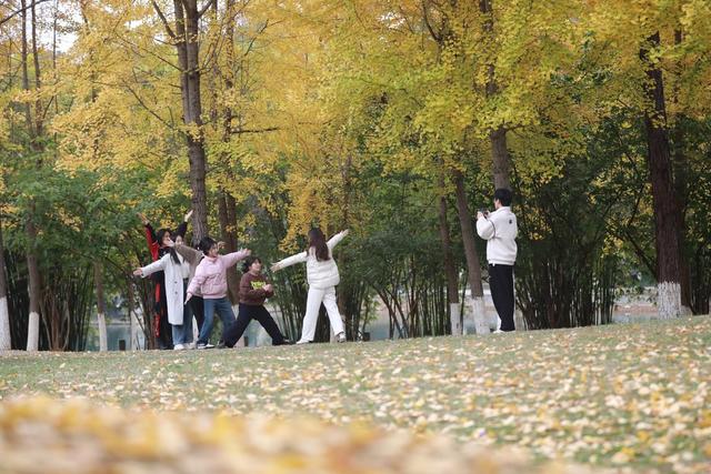 湘西；大学；银杏；美景；游人；金黄；迷人；市民；游客；欣赏