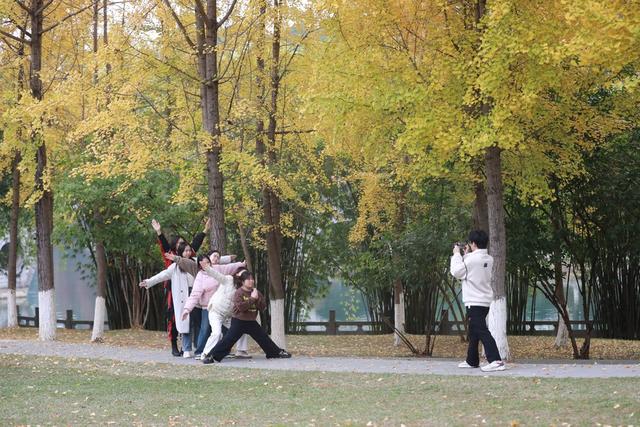 湘西；大学；银杏；美景；游人；金黄；迷人；市民；游客；欣赏