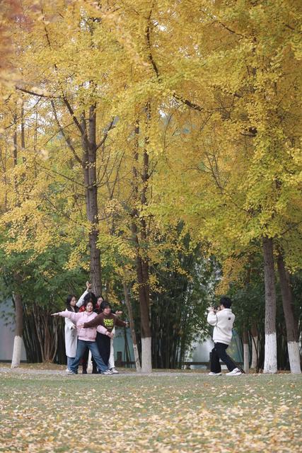 湘西；大学；银杏；美景；游人；金黄；迷人；市民；游客；欣赏