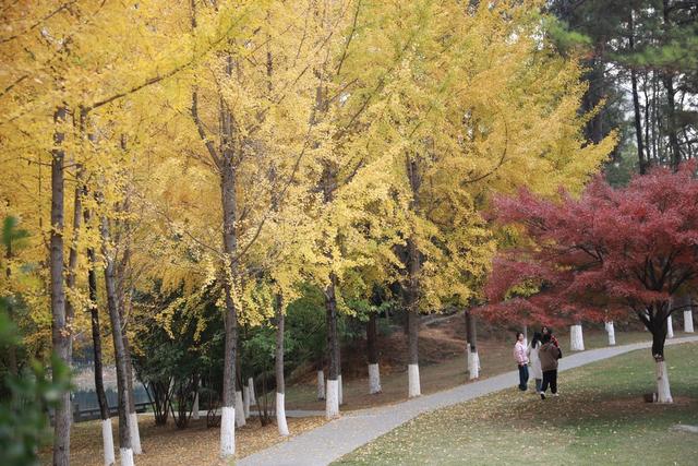 湘西；大学；银杏；美景；游人；金黄；迷人；市民；游客；欣赏