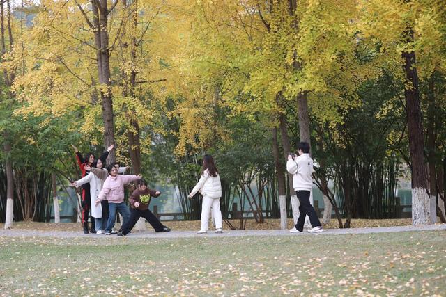 湘西；大学；银杏；美景；游人；金黄；迷人；市民；游客；欣赏