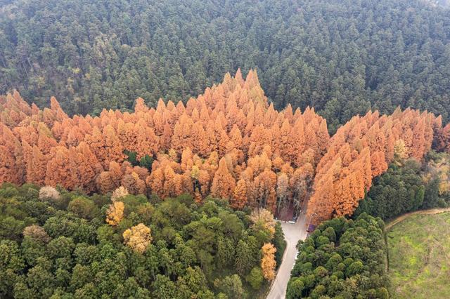 景区  公园  风景  冬景  色彩  森林  树木  