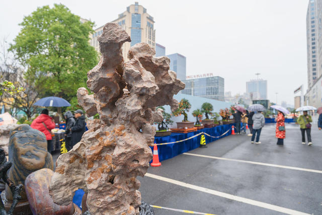 湘西州举办2024年盆景、赏石、兰花林业特色产业联展  市民们冒雨观赏盆景、奇石、兰花展  “生态发展、美丽发展”