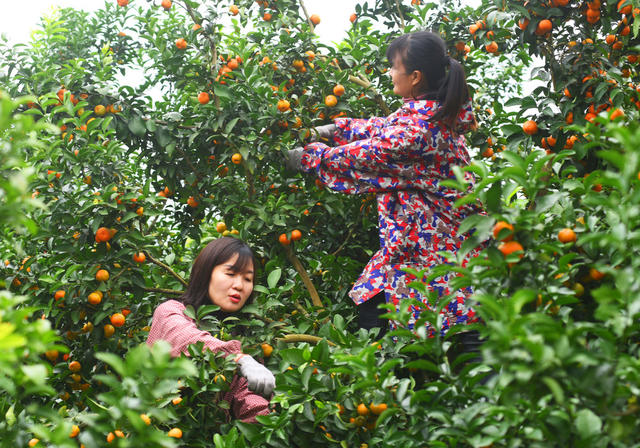 嘉禾：果飘香  采摘忙
