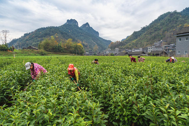 大雪时节冰雪将至  该村村民抢在冰雪来临之前为茶园挖地松土  防止病虫提升绿茶品质