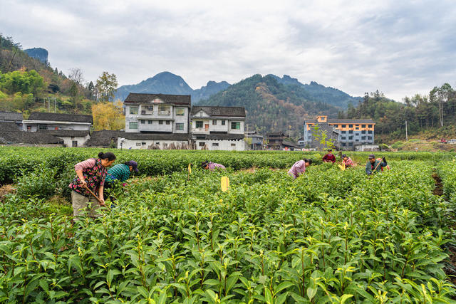 大雪时节冰雪将至  该村村民抢在冰雪来临之前为茶园挖地松土  防止病虫提升绿茶品质