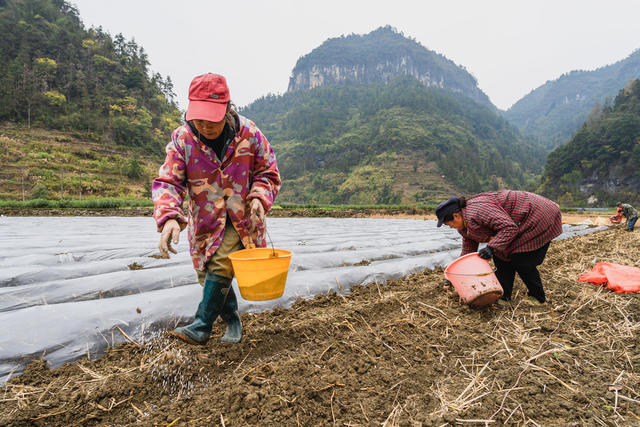 不让冬田放荒  种植冬马铃薯等冬季农作物   发挥农田效益确保农事增收