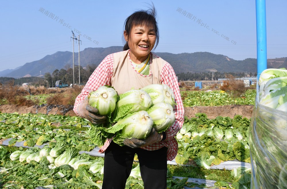 大寒农事忙