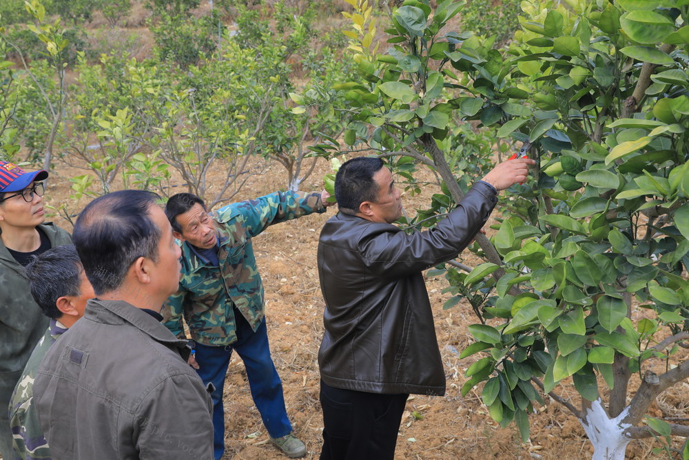 乡村振兴 农业