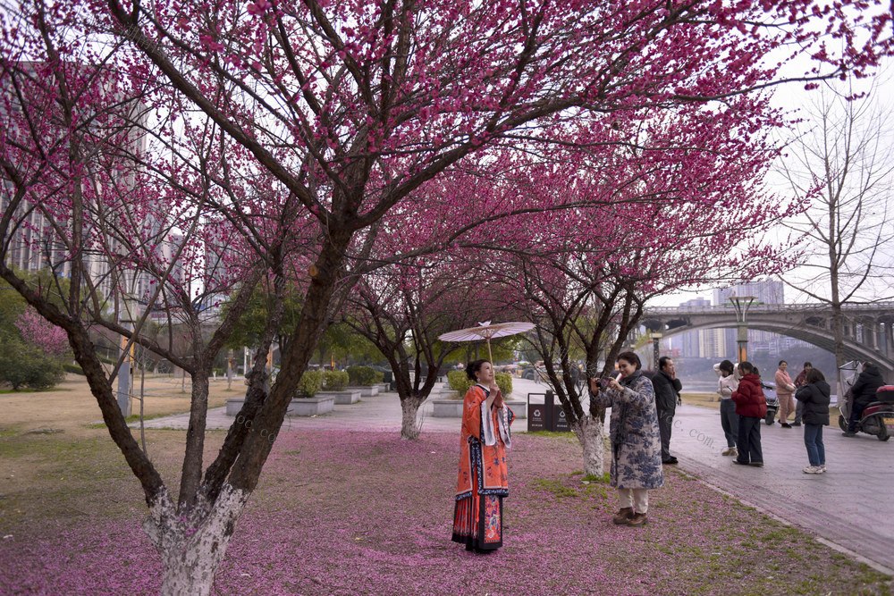 梅花  赏梅