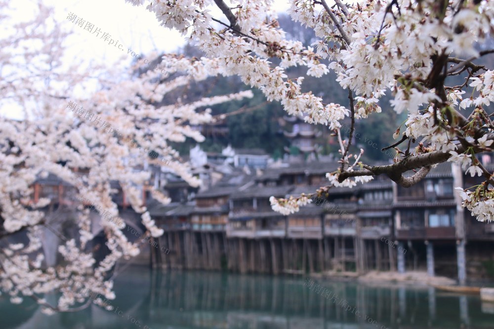 春天 春花 开花 游客 5A景区 凤凰古城 泛舟 沱江