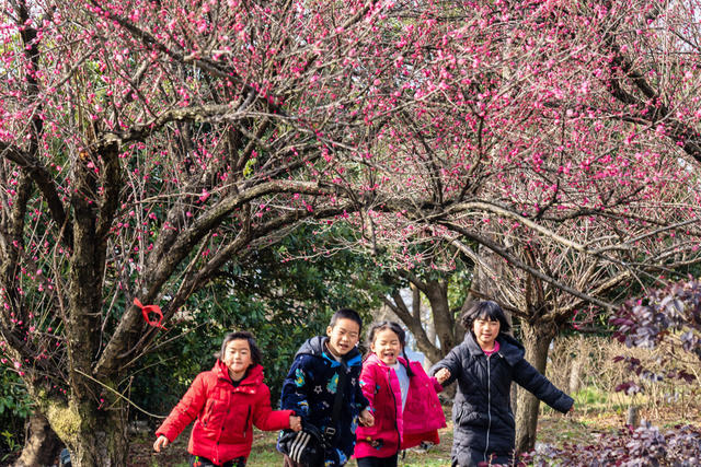春节  花  旅游  景区  游玩  迎春  