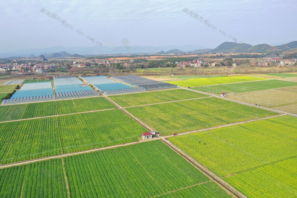 蔬菜基地 春色