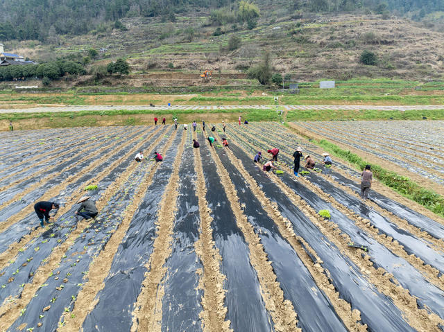 白菜 订单农业 乡村振兴 蔬菜基地
