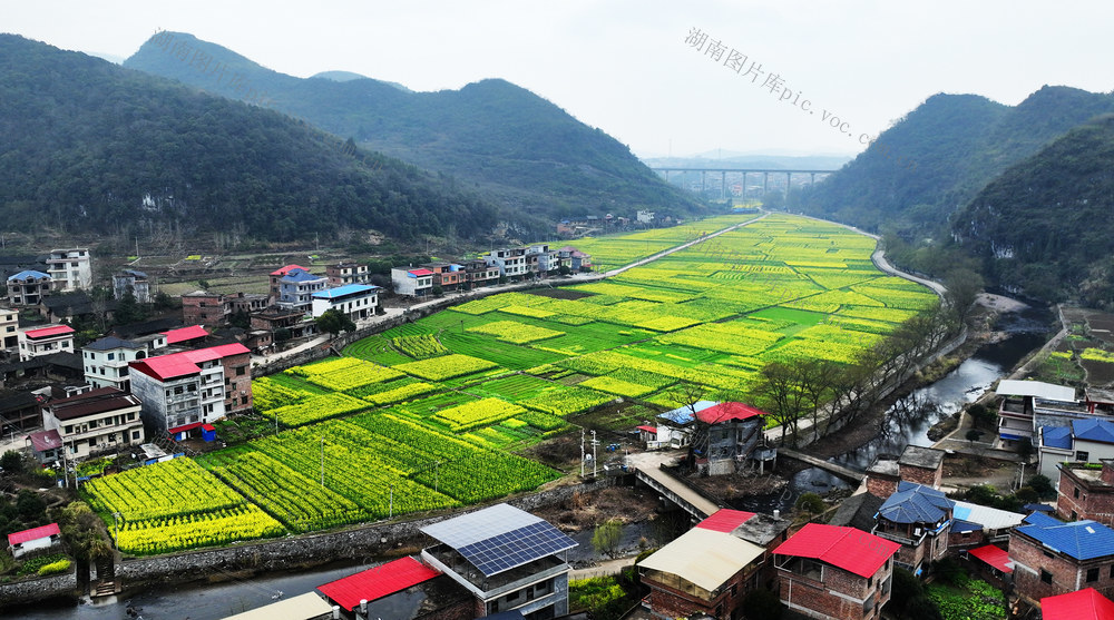 油菜花开