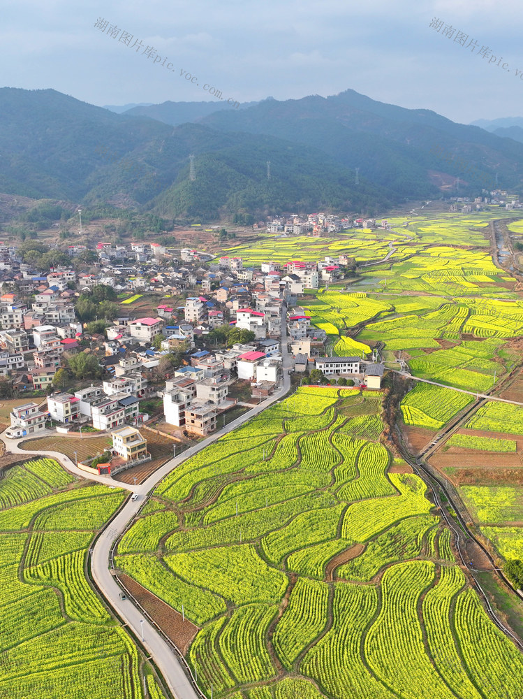 油菜花 乡村