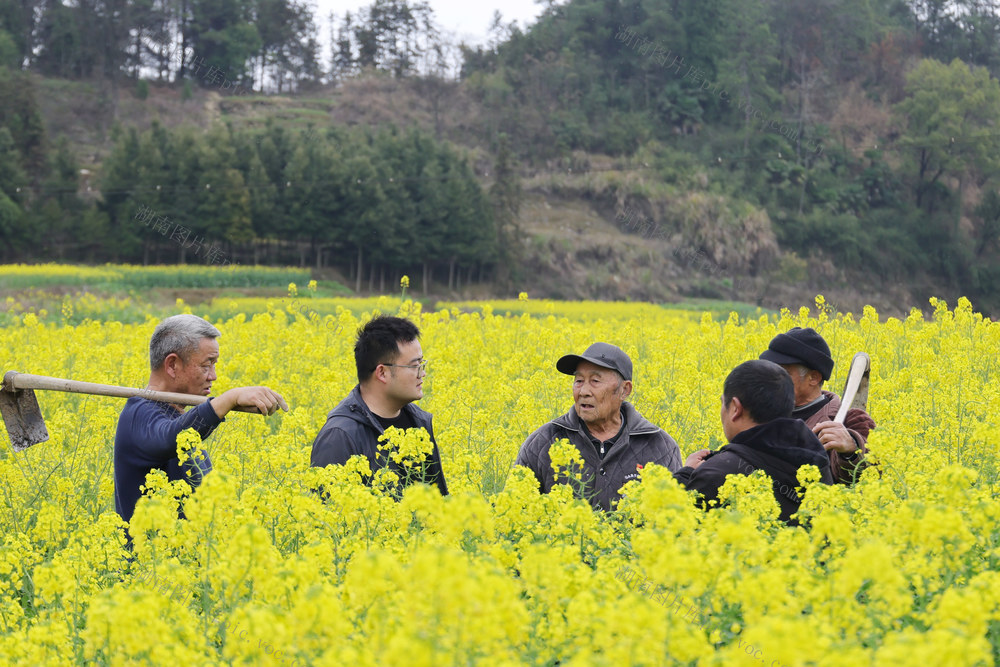 油菜花开 油菜病虫害防治 农业生产 