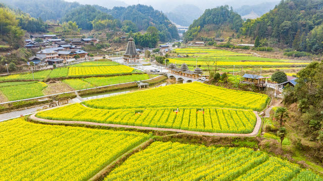 乡村  春天  油菜花  美丽乡村