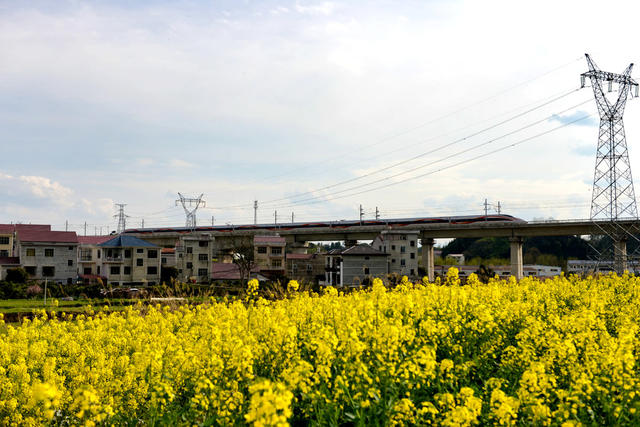 高铁  邂逅  油菜花