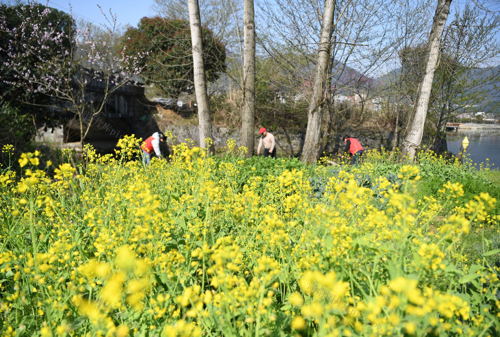 世界 水日  志愿 捡拾 垃圾 巫水 河畔