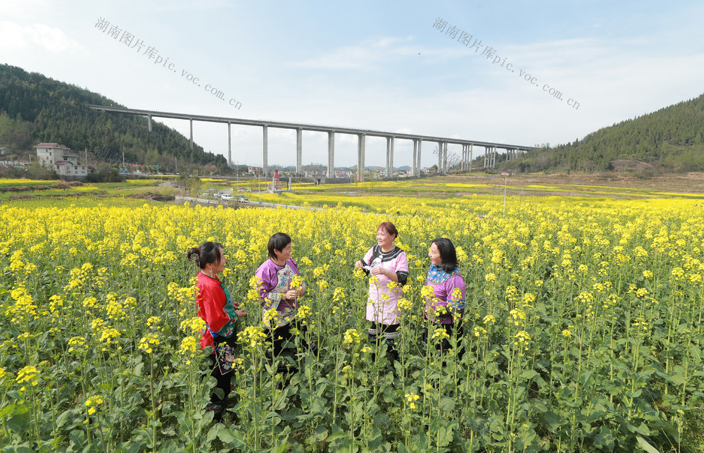 油菜花开