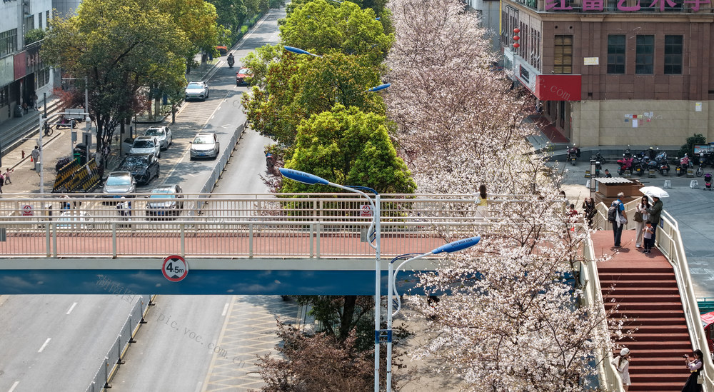春日美景 樱花 城市
