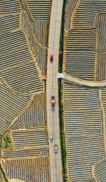 嘉禾：田园画卷