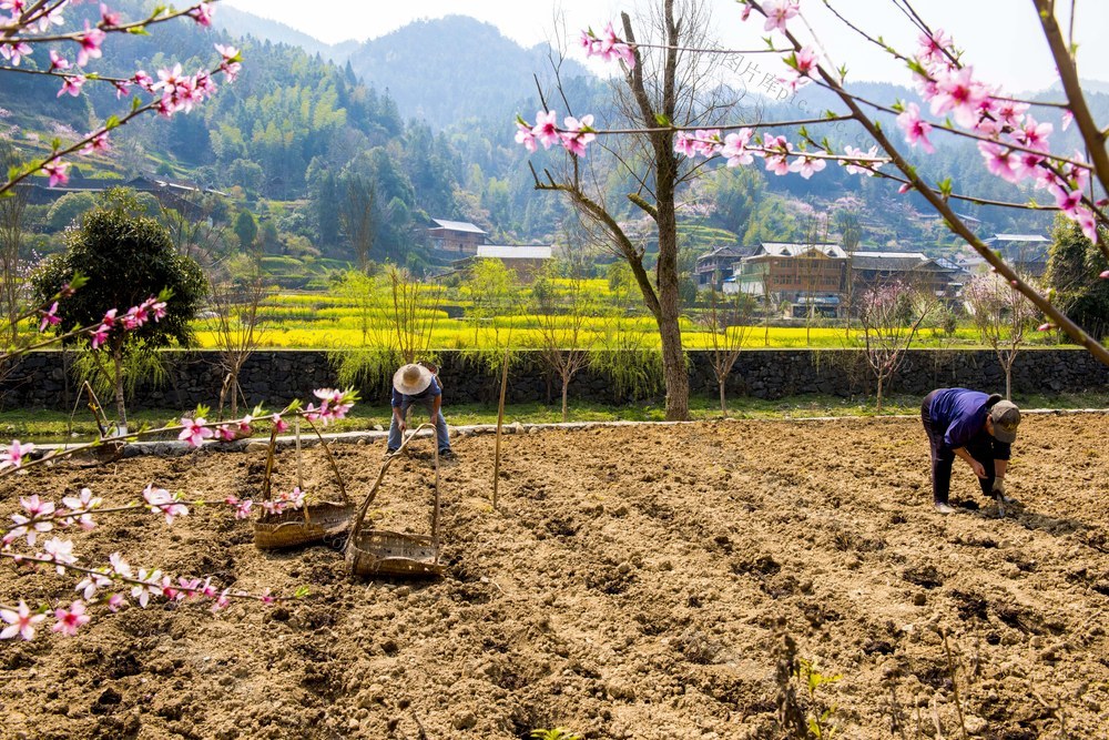 耕地、播种