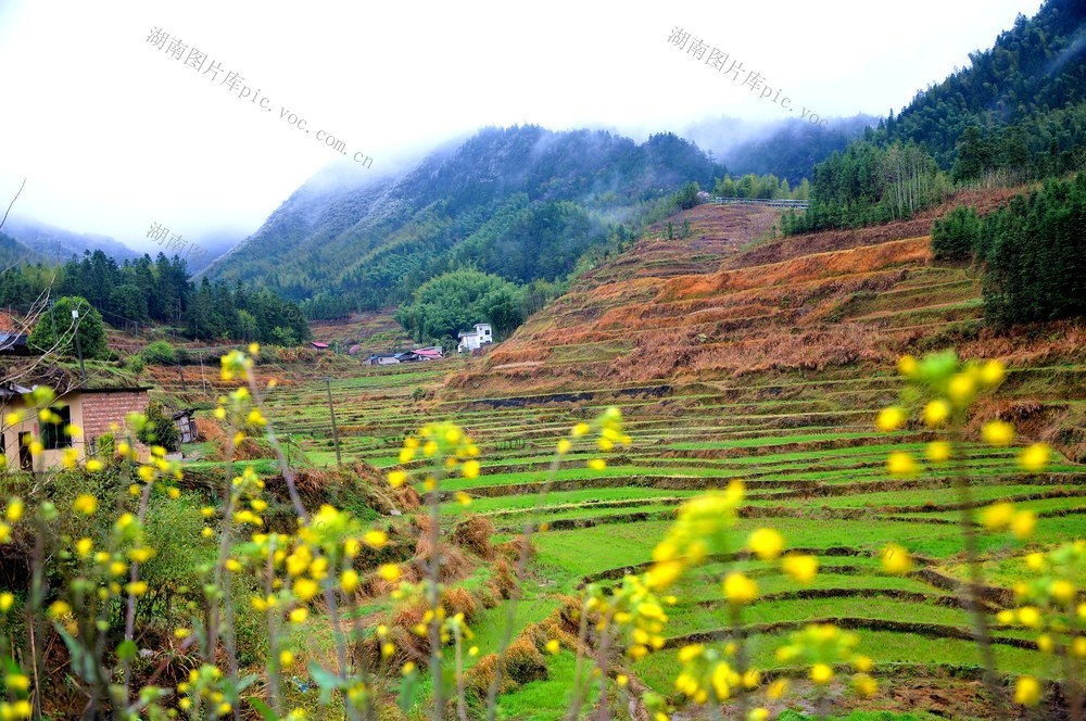梯田 山 如画