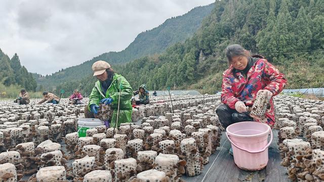 黑木耳  采收