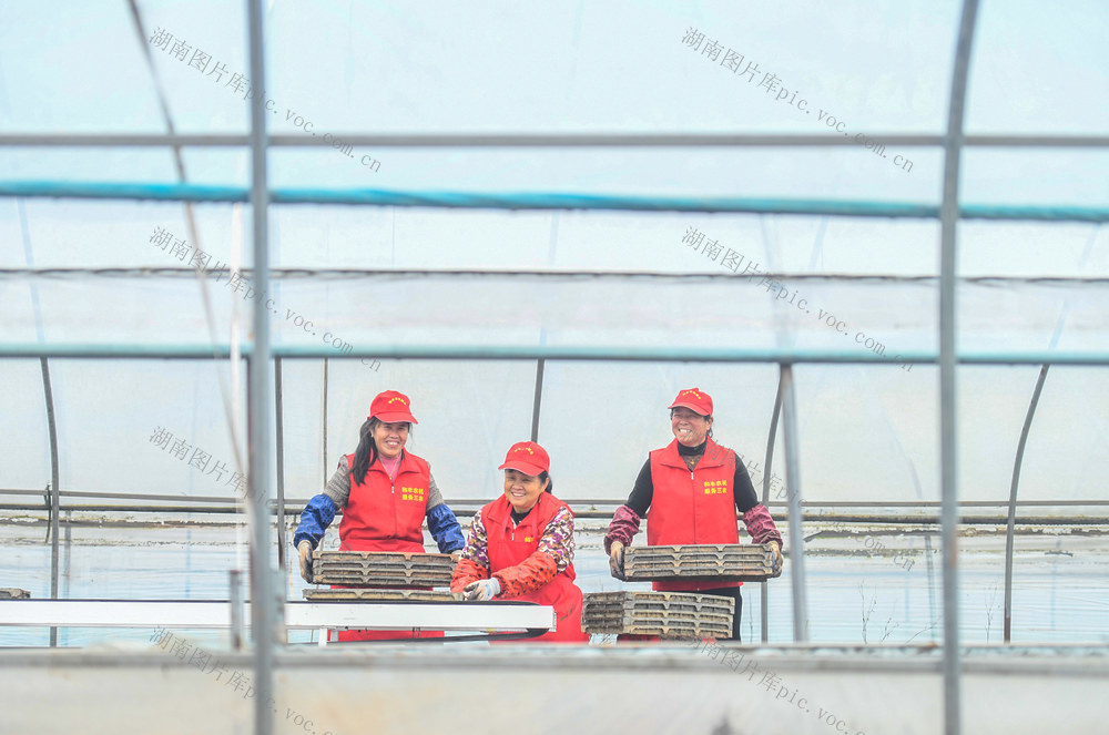 早稻
育秧
道县