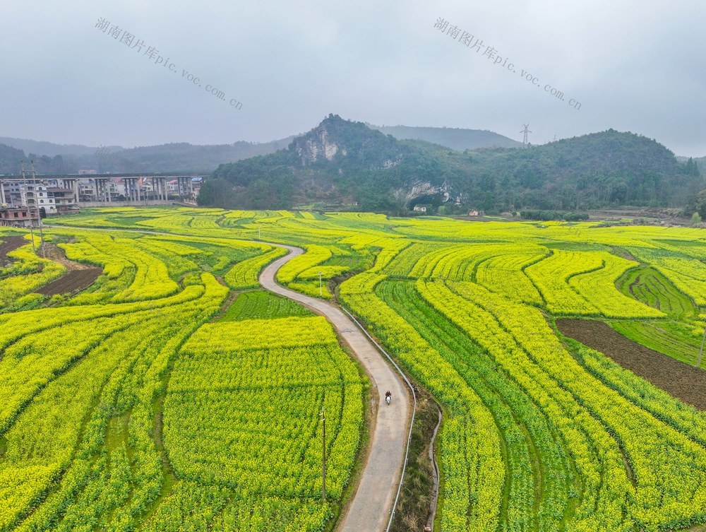 油菜花
道县