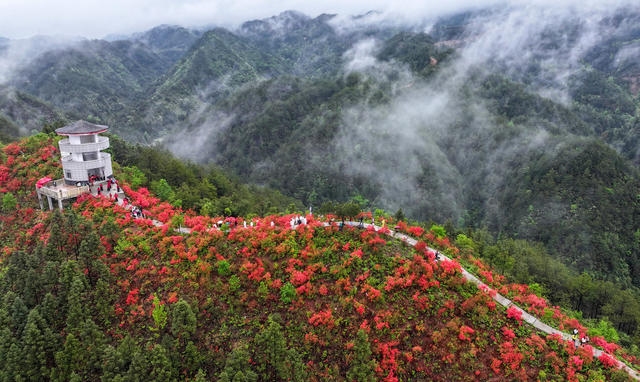 杜鹃花 映山红   文旅融合  乡村旅游