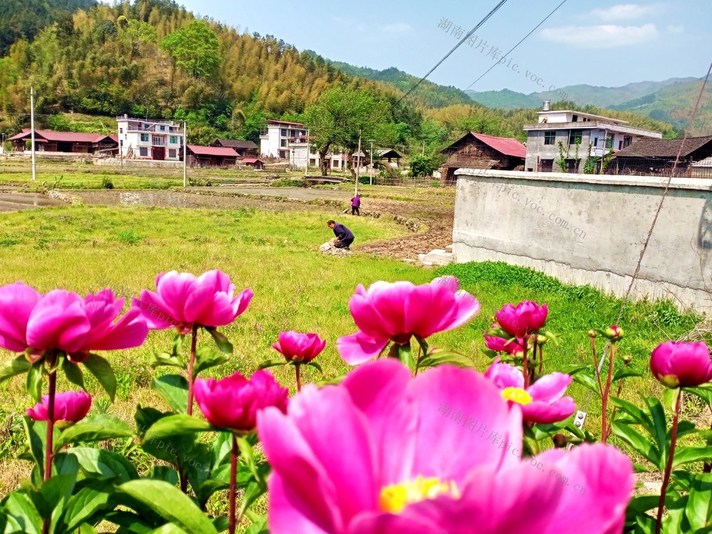 芍药  劳作 画卷