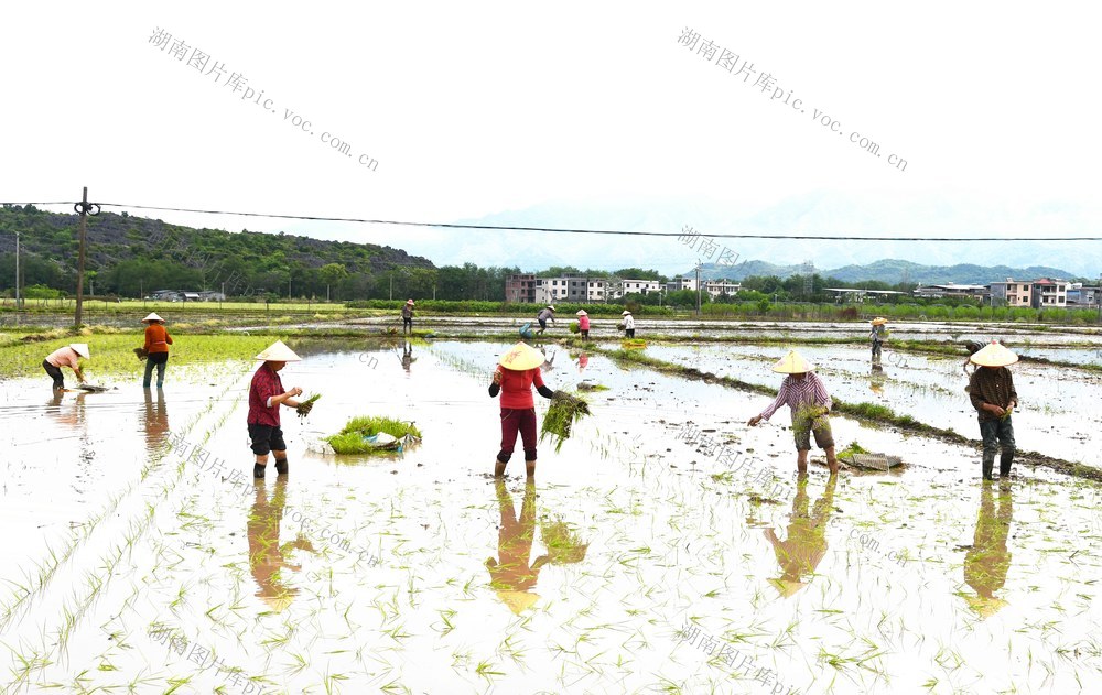  谷雨农忙