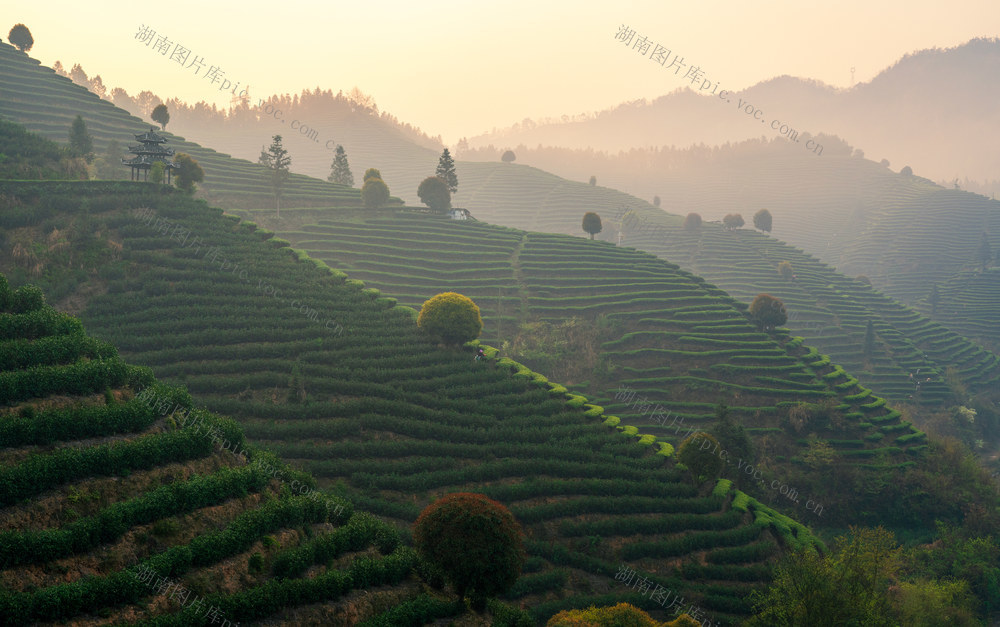 茶园
茶山
茶田
茶叶
茶树
茶田山
茶园山
生态
茶树园山
茶山航拍
茶树园
茶树山
山茶
茶山清晨
茶山日出
茶园清晨
茶园晨雾
茶山晨雾
自然风光
绿茶
明前茶
春茶
风景
自然
农场