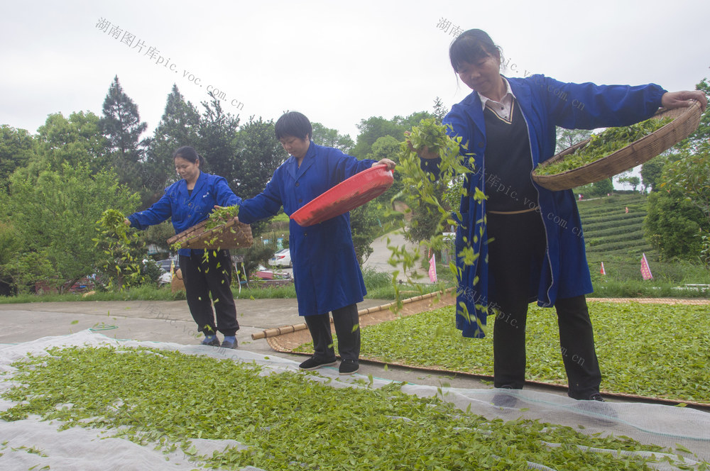 茶场制茶